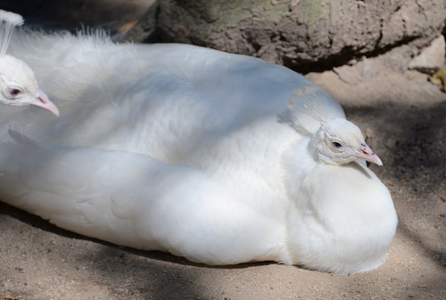 World of Birds Wildlife Sanctuary.